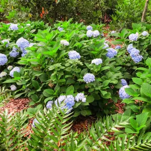 Penny Mac Hydrangea Shrub